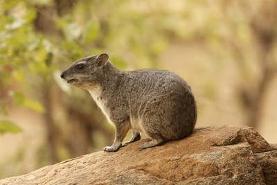 Hyrax