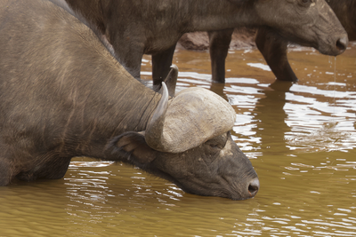 African Buffalo