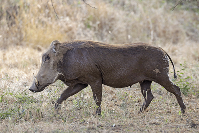 Common Warthog
