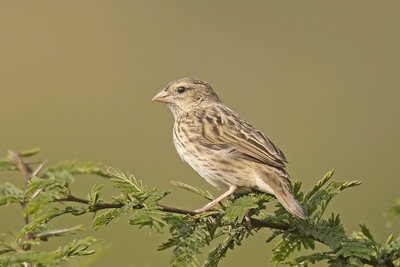Yellow Bishop