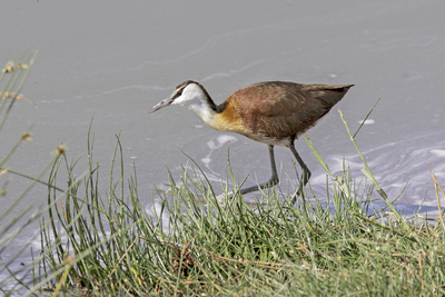 African Jacana