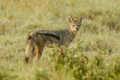 Black-backed Jackal