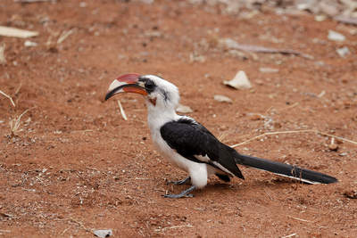 Von Der Decken's Hornbill
