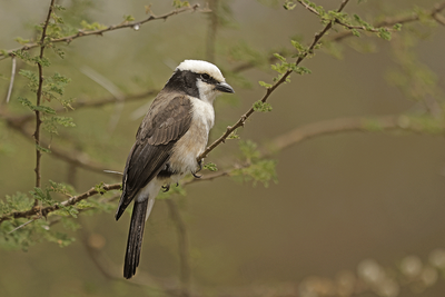 White-rumped Shrike