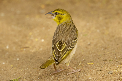 Village Weaver