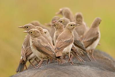 Wattled Starling
