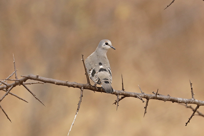 Emerald-Spotted Wood-Dove