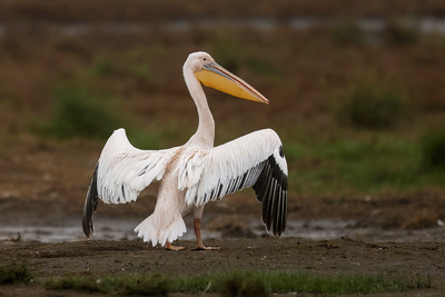 Great White Pelican