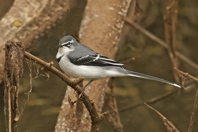 Mountain Wagtail