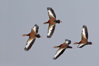 Black-bellied Whistling Duck