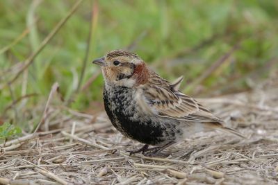 Chestnut-collared Longspur