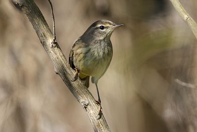 Palm Warbler