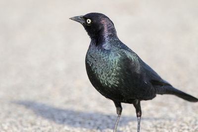 Brewer's Blackbird