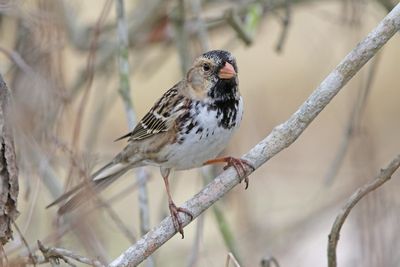 Harris's Sparrow