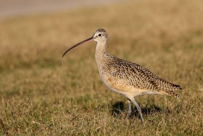 Long-billed Crulew