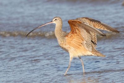 Long-billed Curlew