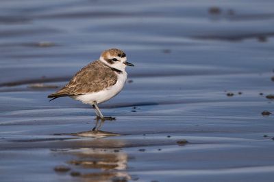 Snowy Plover