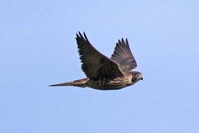 Peregrine Falcon