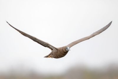 Brown Booby