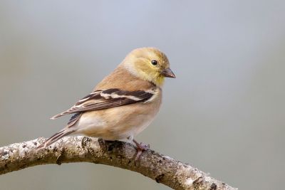 American Goldfinch