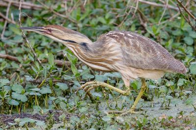 American Bittern