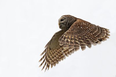 Barred Owl