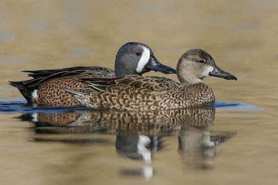 Blue-winged Teal