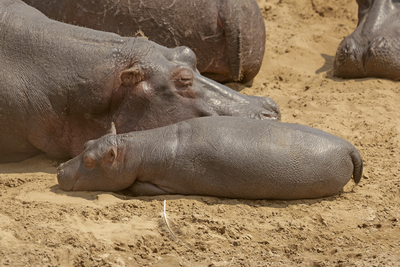 Hippopotamus