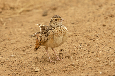Rufous-naped Lark