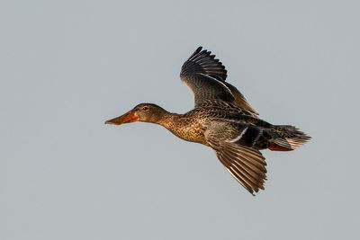 Northern Shoveler