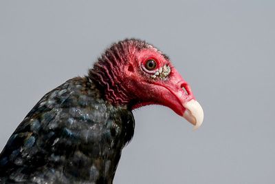 Turkey Vulture