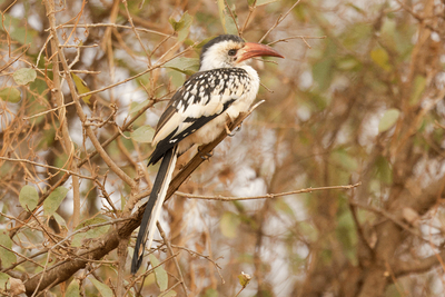 Northern Red-billed Hornbill