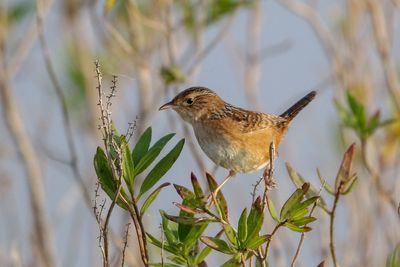 Sedge Wren