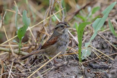 Swamp Sparrow