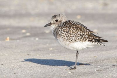Black-bellied Plover
