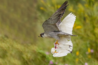 Peregrine Falcon