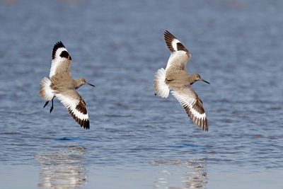 Willet