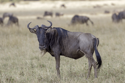 Wildebeest