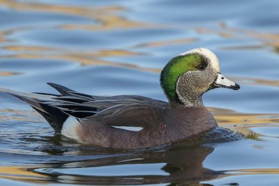 American Wigeon