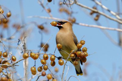 Cedar Waxwing
