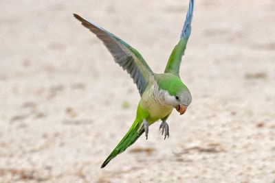 Monk Parakeet