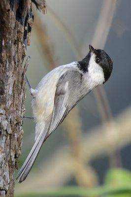 Carolina Chickadee