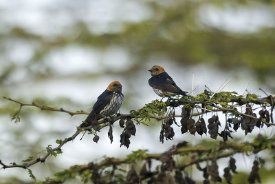 Lesser Striped Swallow