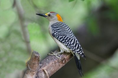 Golden-fronted Woodpecker