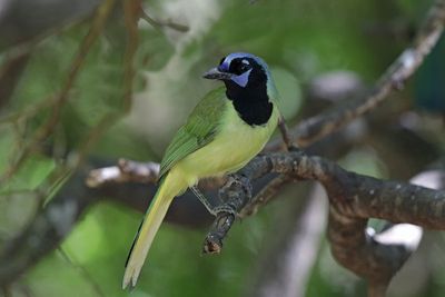 Green Jay