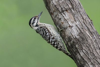Ladder-backed Woodpecker