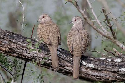 Inca Dove