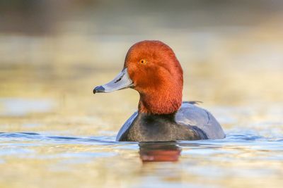 Redhead