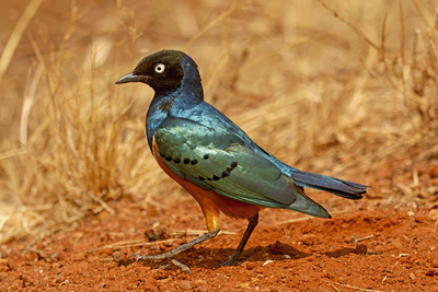 Superb Starling 
