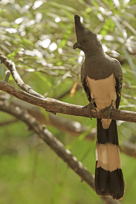 White-bellied Go-away-Bird